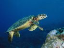 tortue marine, la nage sous-marine