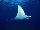 underwater, une raie manta en vue sous-marine