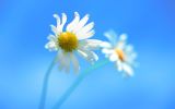 deux fleurs : fond d'écran Windows8