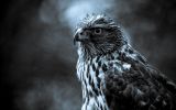aigle noir, photographie animalière