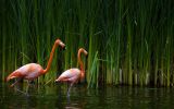 flamads roses, photographie animalière HD
