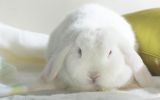 lapin blanc, tout doux et sympa