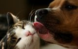 entre chien et chat, une véritable amitié