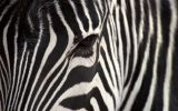 rayures du zèbre, HD, photographie animalière