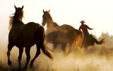 chevaux sauvages, photo grand format