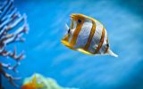 fonds marins, grand format aquatique
