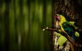 vie sauvage, toutes les couleurs dans le détail