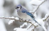 bleu, blanc, neige, grand format et widescreen