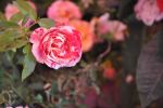 et toujours, quelque part, une fleur, une rose