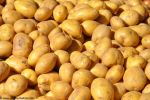 patates ou pomme de terre, sur le marché