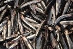 le marché aux poisson : à ne pas oublier !