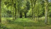 arbres-et-forets-en-pleine-nature_widescreen_01