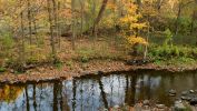 arbres-et-forets-en-pleine-nature_widescreen_02