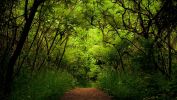 arbres-et-forets-en-pleine-nature_widescreen_03
