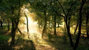 arbres-et-forets-en-pleine-nature_widescreen_04