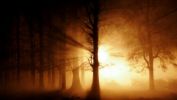 arbres-et-forets-en-pleine-nature_widescreen_05
