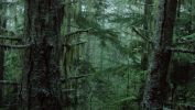 arbres-et-forets-en-pleine-nature_widescreen_06