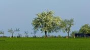 arbres-et-forets-en-pleine-nature_widescreen_07