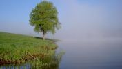 arbres-et-forets-en-pleine-nature_widescreen_08