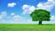 arbres-et-forets-en-pleine-nature_widescreen_10