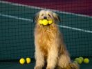 des-chiens-vraiment-supers_photographies_01