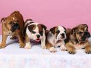 des-chiens-vraiment-supers_photographies_02