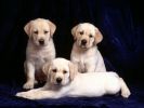 des-chiens-vraiment-supers_photographies_03