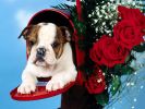 des-chiens-vraiment-supers_photographies_05