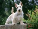 des-chiens-vraiment-supers_photographies_06