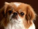 des-chiens-vraiment-supers_photographies_07