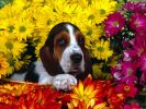 des-chiens-vraiment-supers_photographies_08
