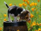 des-chiens-vraiment-supers_photographies_09