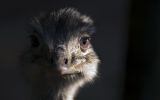 oiseaux-du-monde-en-images-et-fonds-ecran_01