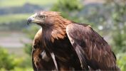 oiseaux-du-monde-en-images-et-fonds-ecran_02