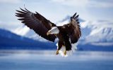 oiseaux-du-monde-en-images-et-fonds-ecran_03