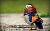 oiseaux-du-monde-en-images-et-fonds-ecran_04