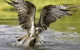 oiseaux-du-monde-en-images-et-fonds-ecran_05