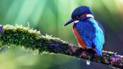 oiseaux-du-monde-en-images-et-fonds-ecran_07