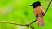 oiseaux-du-monde-en-images-et-fonds-ecran_08