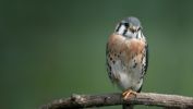 oiseaux-du-monde-en-images-et-fonds-ecran_09