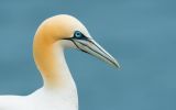 oiseaux-du-monde-en-images-et-fonds-ecran_10