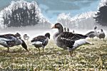 canards-retouche-photo-et-creation-personnelle
