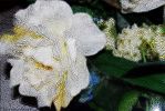 rose-blanche-retouche-photo-et-creation-personnelle