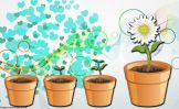 faire pousser des fleurs : aussi simple que l'informatique ;)