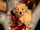 adopter-un-chiot-mignon-gratuit-1