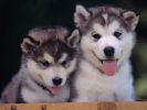 adopter-un-chiot-mignon-gratuit-2