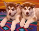 adopter-un-chiot-mignon-gratuit-3