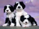 adopter-un-chiot-mignon-gratuit-4