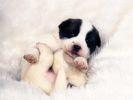 adopter-un-chiot-mignon-gratuit-5