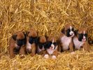 des-chiots-a-adopter-gratuitement-en-ligne-telechargement-gratuit-2
